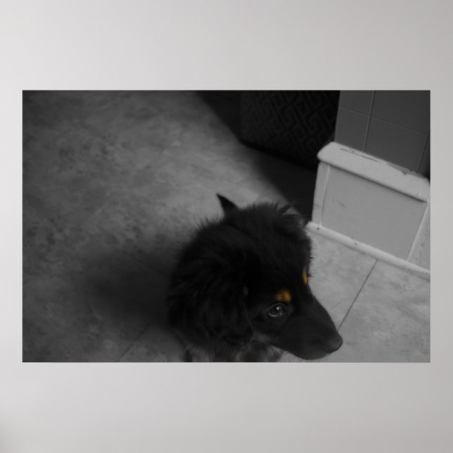 Divo B&W Poster (Front)