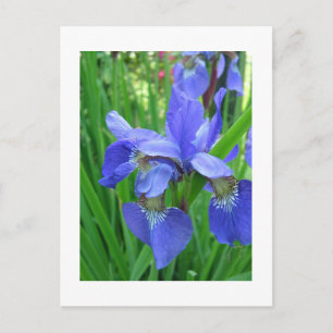 DIY, Create your own, add your picture or text. Postcard