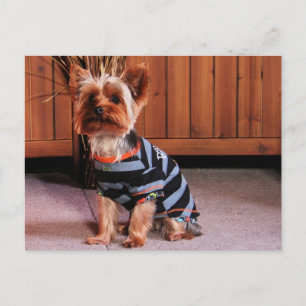 DJ - Yorkshire Terrier - Smith Postcard