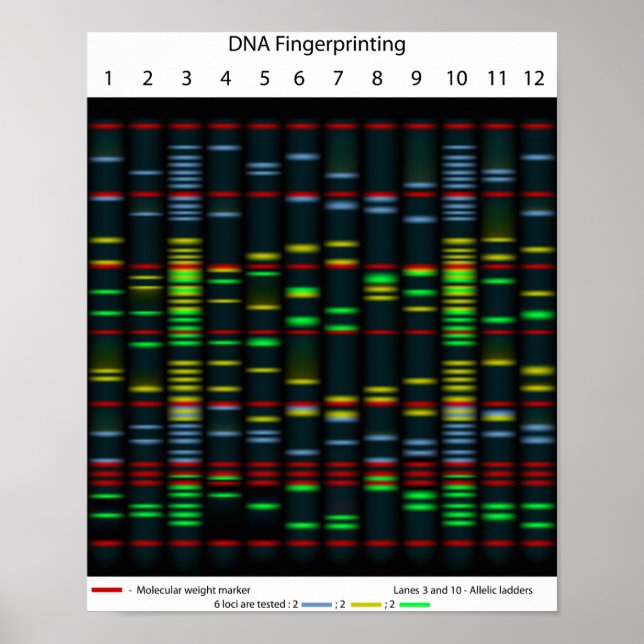 DNA fingerprinting Poster (Front)