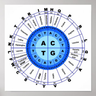 DNA Genetic Code Circle Gene Codon Amino Acid Poster