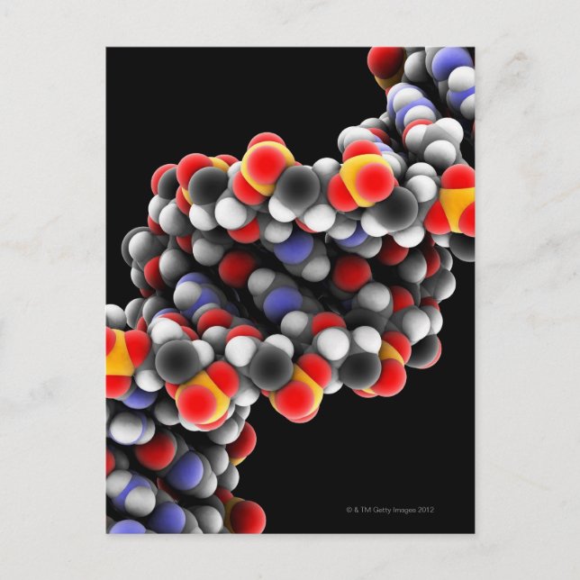 DNA molecule. Molecular model of DNA Postcard (Front)
