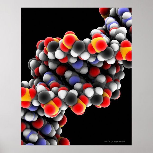 DNA molecule. Molecular model of DNA Poster (Front)