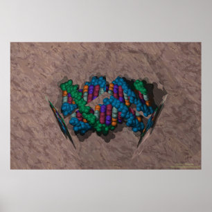 DNA Paperweight Poster