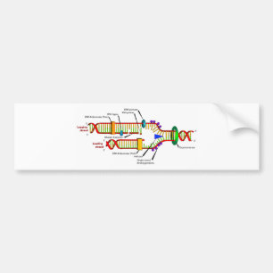 DNA replication Bumper Sticker