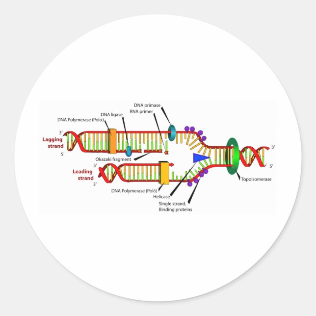 DNA replication Classic Round Sticker (Front)