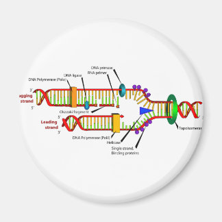DNA replication Magnet