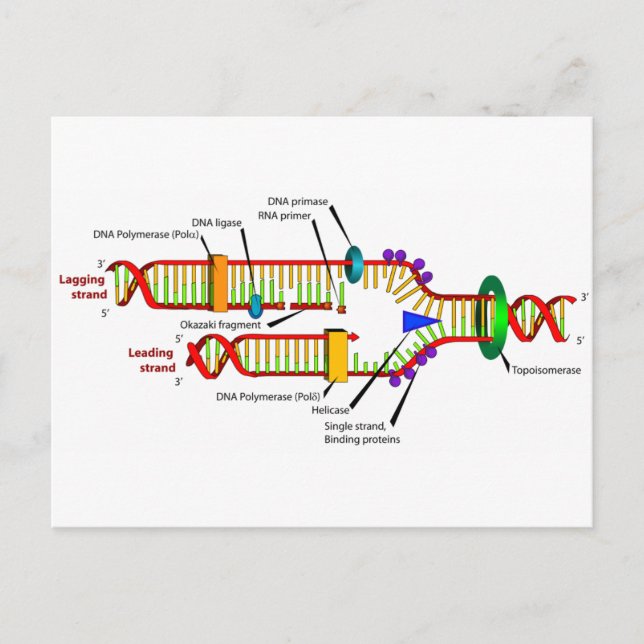 DNA replication Postcard (Front)