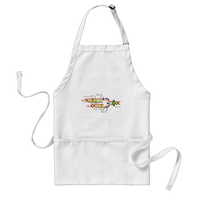 DNA replication Standard Apron (Front)