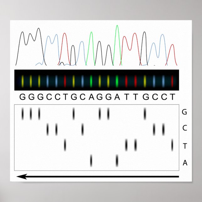 DNA sequencing principle Poster (Front)