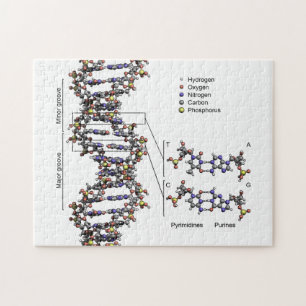 DNA Structure Deoxyribonucleic Acid Bases Diagram Jigsaw Puzzle