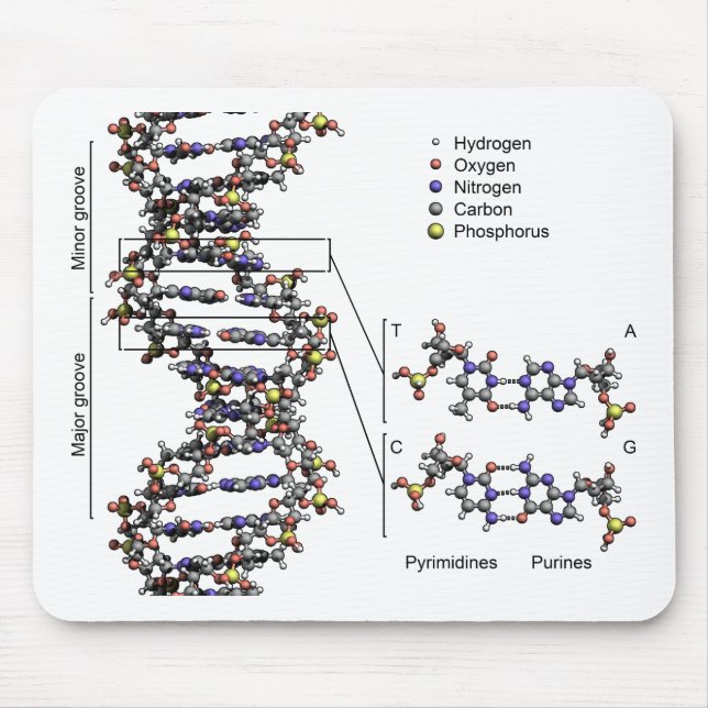 DNA Structure Deoxyribonucleic Acid Bases Diagram  Mouse Pad (Front)