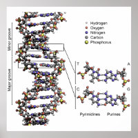 DNA Structure Deoxyribonucleic Acid Bases