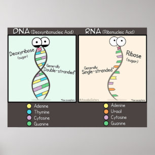DNA vs RNA Poster
