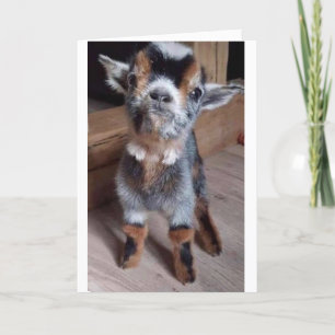 DO A BABY GOAT A FAVOR "HAPPY 55th BIRTHDAY" CARD