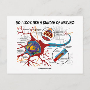 Do I Look Like A Bundle Of Nerves? Neuron Synapse Postcard