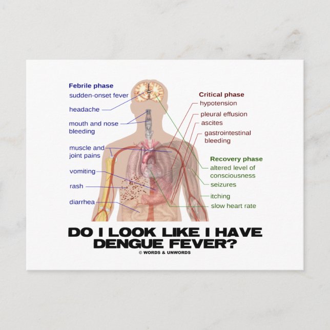 Do I Look Like I Have Dengue Fever? (Anatomy) Postcard (Front)