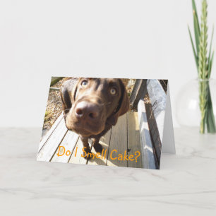 Do I Smell Cake? Chocolate Lab Greeting Card