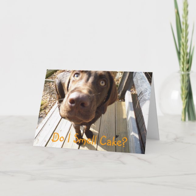 Do I Smell Cake? Chocolate Lab Greeting Card (Front)