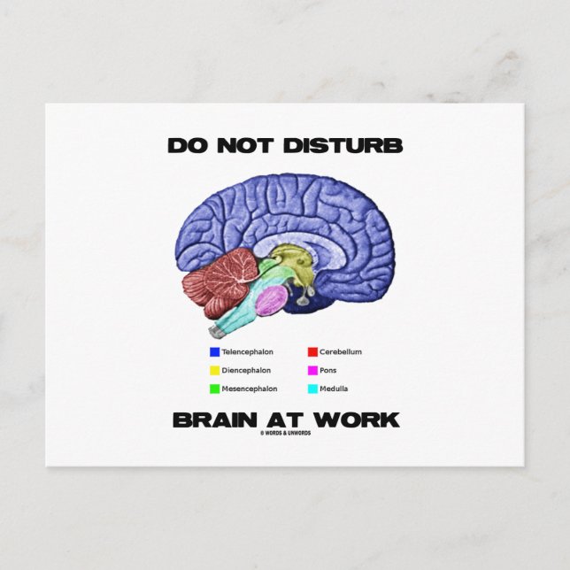 Do Not Disturb Brain At Work (Anatomical Humour) Postcard (Front)