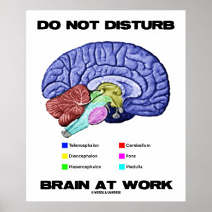 Do Not Disturb Brain At Work (Anatomical Humour) Poster
