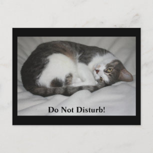 Do Not Disturb! Postcard