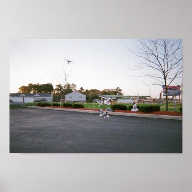 Do not feed seagulls poster (Front)