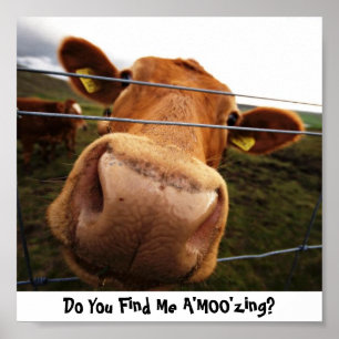 Do You Find Me A'MOO'zing? Poster