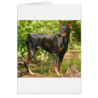 Doberman