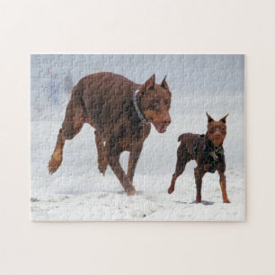Doberman and Min Pin - LOOK! A Mini Me! Jigsaw Puzzle