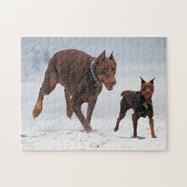 Doberman and Min Pin - LOOK! A Mini Me! Jigsaw Puzzle (Horizontal)