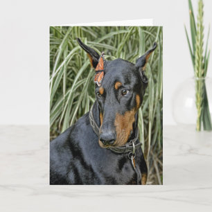Doberman Butterfly Surprise Card