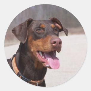 Doberman Classic Round Sticker
