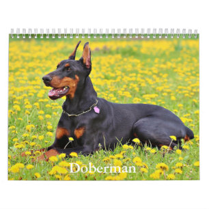 Doberman Dog Calendar