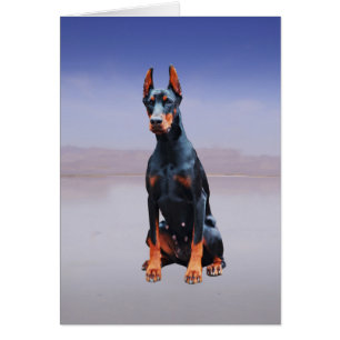 Doberman Dog Sitting On Beach