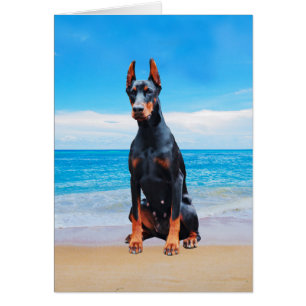 Doberman Dog Sitting On Beach