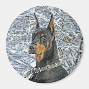 Doberman Fosty Day Magnet