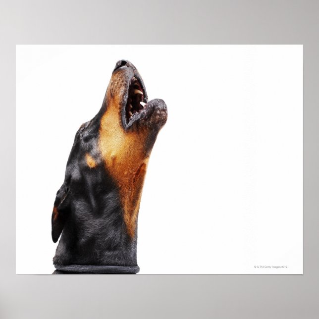 Doberman howling, close-up poster (Front)