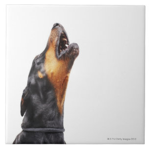 Doberman howling, close-up tile