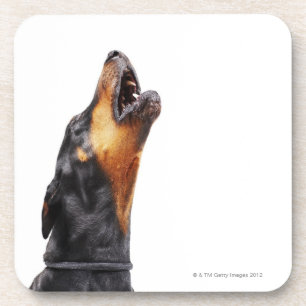 Doberman howling coaster