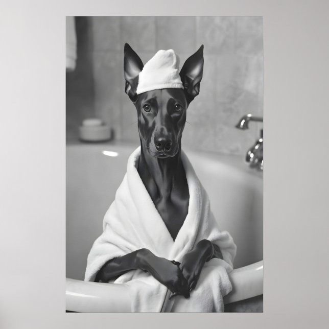 Doberman in Bathrobe, Funny Bathroom Art Poster (Front)