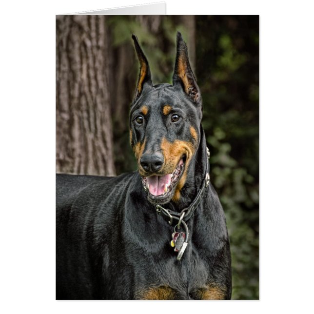 Doberman in Forest (Front)