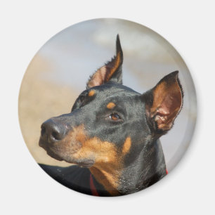 Doberman Magnet