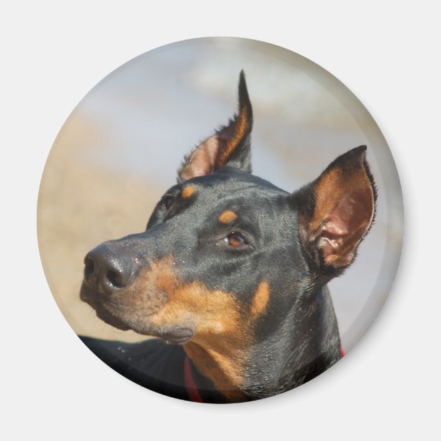 Doberman Magnet (Front)