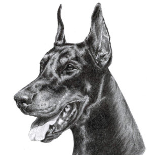 Doberman Pencil Drawing Postcard
