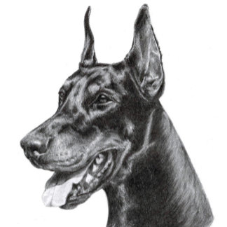 Doberman Pencil Drawing Postcard
