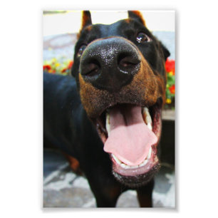 Doberman Photo