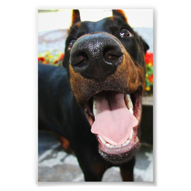 Doberman Photo (Front)