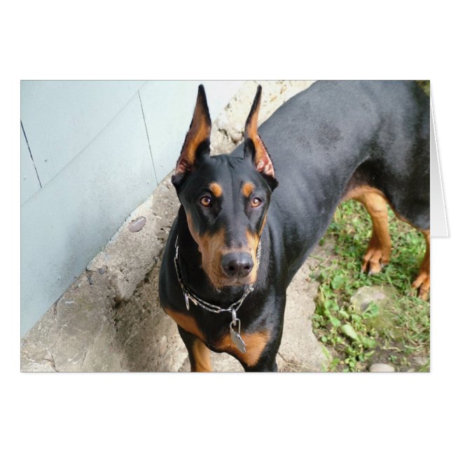 Doberman Pincher (Front Horizontal)