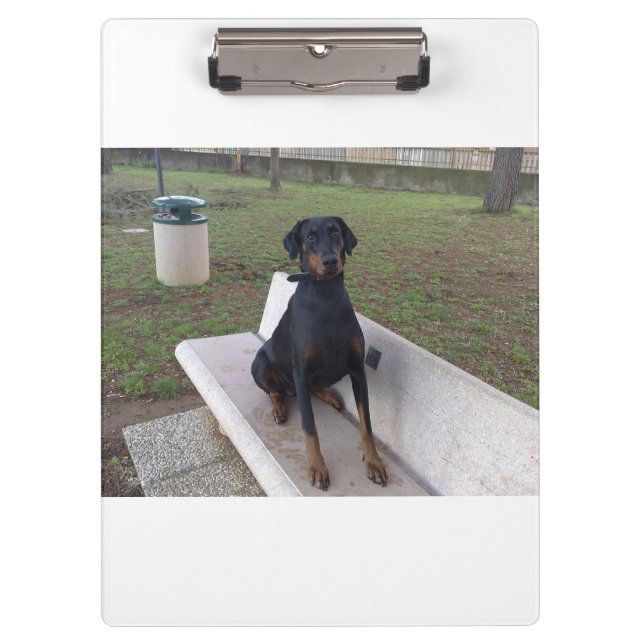 doberman pincher sitting clipboard (Front)